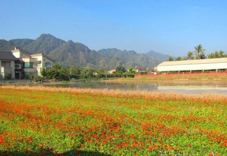 Rural scenery - flowers, house, scenery, Rural, mountain