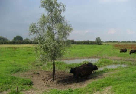 Warm day in summer - trees, summer, blue, grass, cows, tree, nature, green, sky, animals