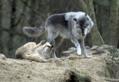 Grey Wolves playing - wolfpark, Alpha, nature, predator