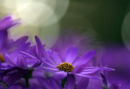 ✿...Purple...✿ - flowers, nature, purple, scenary, beauty