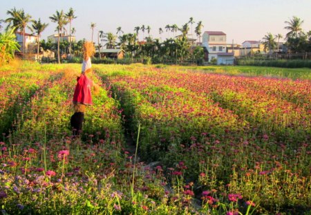 Rural flower field - house, Rural, Scarecrow, field, flower