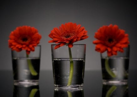 ☆ - fowers, nice, black and red, red flowers