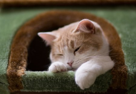 Cat - sleepy, cute, beautiful, cat, sleeping, kitty, cats, hat, cat face, paws, face, animals, pretty, beauty, sweet, kitten, lovely