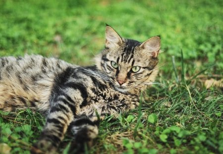 Cat - sleepy, cute, beautiful, cat, sleeping, kitty, cats, hat, cat face, paws, face, animals, pretty, beauty, sweet, kitten, lovely