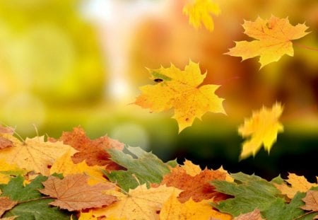 Autumn leaf - bokeh, leaf, falling, autumn