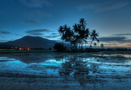 Mountain - nights, sky, tree, nature, mist, mountain