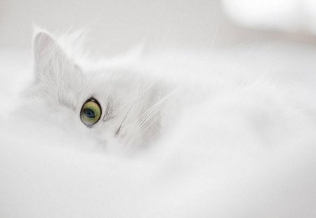 ♥    White   ♥ - pretty, white cat, white, beautiful, soft, cute, cat