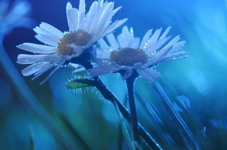 Together - flowers, together, flower, rain