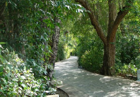 Gorgeous path - greenery, trees, vacation, walkway