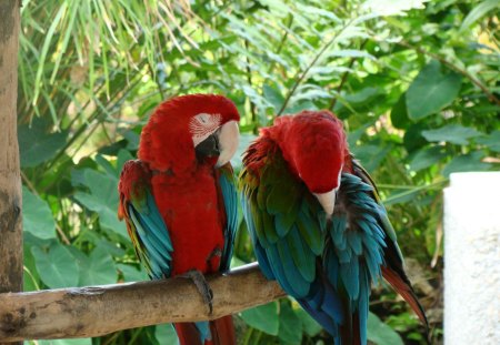 Pretty birds - greenery, trees, branches, beautiful birds, red, leaves