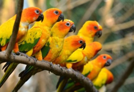 Colorful parrots - pretty, parrots, branch, birds, beautiful, lovely, lorikeet, rest, tree, colorful, nature, cute, friends, nice