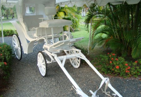 Beautiful white carriage - white, greenery, vacation, leaves, horse drawn carriage, trees