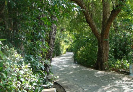 Gorgeous Path - beauty, nature, trees, walkway, greenery, leaves, paths