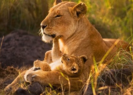 Loving care - cats, lioness, cub, Africa