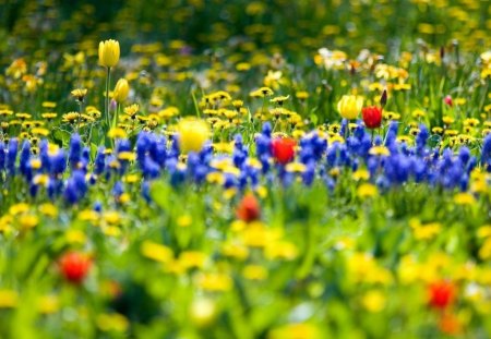 Flower garden - bokeh, garden, flower, nature