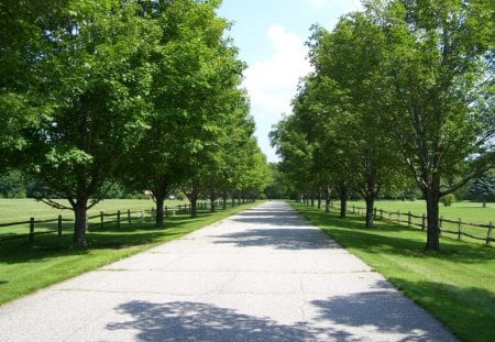 Pretty driveway - sky, trees, greenery, concrete, fences, nature, clouds, leaves, driveway