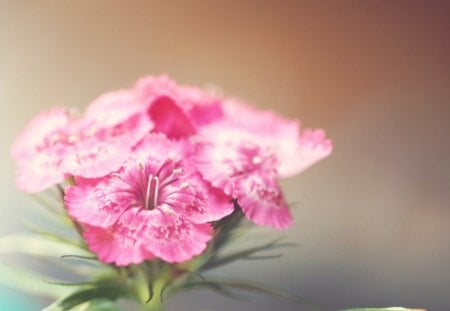 Pink ✿ - flowers, nature, beauty, lovely, pink, pastel