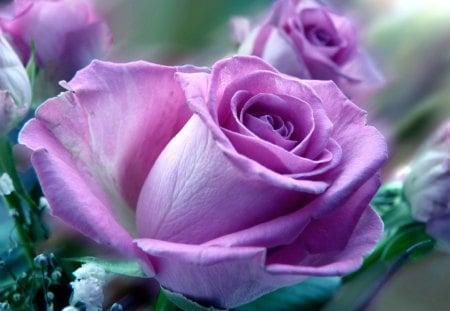 Purple Roses - spiritual, purple, roses, world, beauty, femininity, flowers, nature