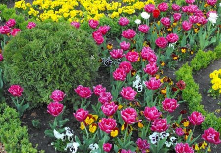 Flower bed - nature, tulips, green, flower, pansies