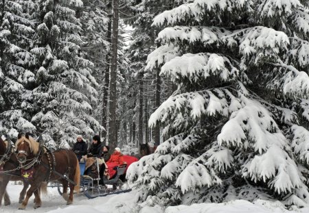 horse drawn carriages in german winter forest - horses, forest, winter, carriages, riders