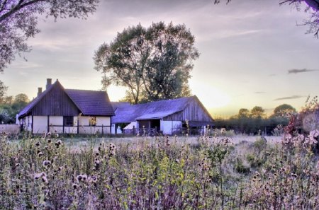 farmscape in purple hdr - farm, purple, flowers, fields, trees, hdr