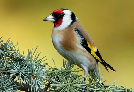 Bird - animal, nature, bird, fly