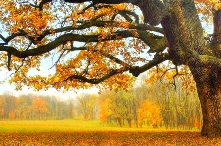 Autumn colors - fields, autumn, trees, landscape, park, nature, forest, pretty, beautiful, splendor, tree, colors, photo