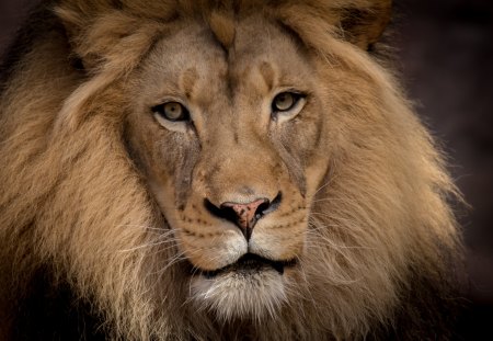 My Best Friend - canon, zoo life, lions, sacramento zoo, tamron, lion, feline, sacramento, closeup, life, beautiful, telephoto, zoo, lightroom