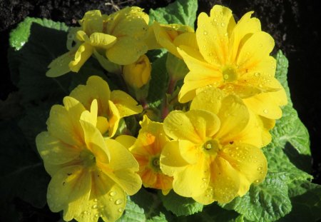 Sunshine after the Rain - blooms, flowers, flora, yellow