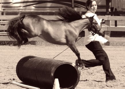 Jumper - horses, miniature horses, jumping, animals