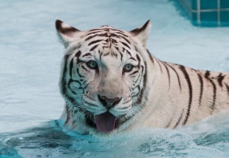 white tiger - white, water, beauty, tiger