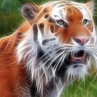 3d tiger