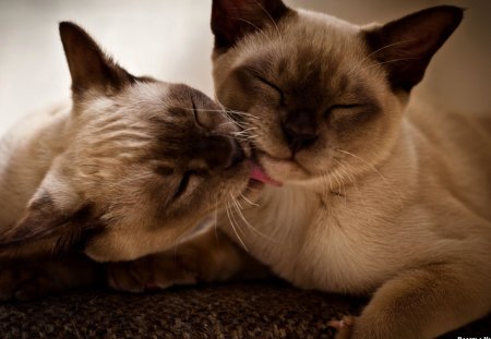 A siamese mother and her kitten