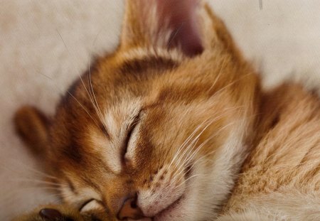 A sleeping kitten