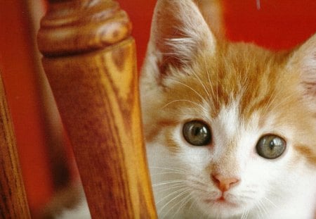 A kitten on a chair - feline, chair, cute, kitten