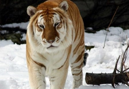 golden tiger - winter, golden, tiger, snow