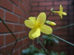 Yellow Jasmine