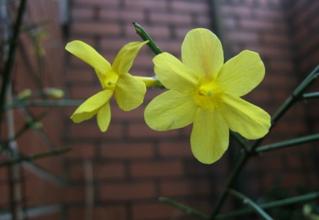 Yellow Jasmine flowers - Jasmine, Yellow, Flowers, Spring