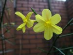 Yellow Jasmine flowers