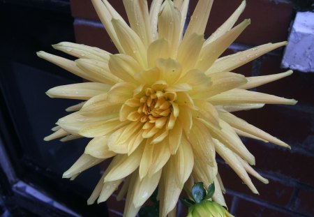 Large Dahlia - nature, yellow, dahlia, flowers, spring