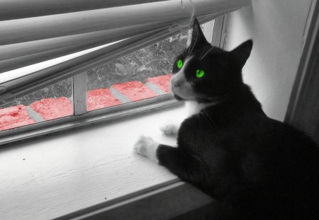 Green eyed kitty - green eyed kitty, tuxedo cat, black and white and color, window