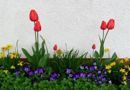 Flower bed - flowerbed, tulips, green, daffodils, flowers, pansies