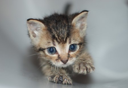 Cat - sleepy, cute, beautiful, cat, sleeping, kitty, cats, hat, cat face, paws, face, animals, pretty, beauty, sweet, kitten, lovely