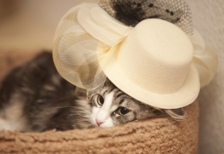 Cat - sleepy, cute, beautiful, cat, sleeping, kitty, cats, hat, cat face, paws, face, animals, pretty, beauty, sweet, kitten, lovely