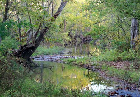 Yellar Creek - waterscapes, forest, creek, autumn