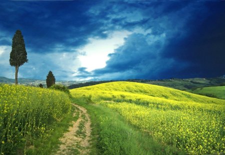 Yellow field - flowers, clouds, skies, yellow, field, rapes