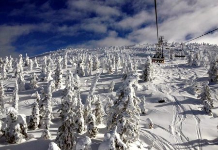 Beautiful British Columbia - skiing, trees, mountain, snow