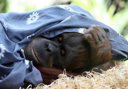 Sleeping is my best - primate, ape, orangutan, monkey