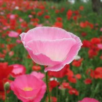 Pink poppy