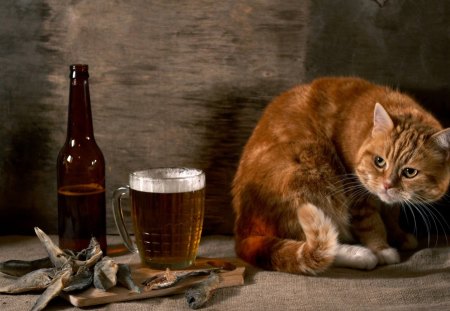 beer cat - cat, beer, funny, animals